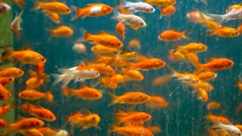 This is why you should never flush a goldfish down the toilet