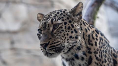 Rare Wild Cat species reappears after supposedly being extinct for 50 years