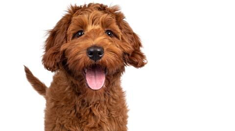 These funky dog names helped shelters get their dogs adopted