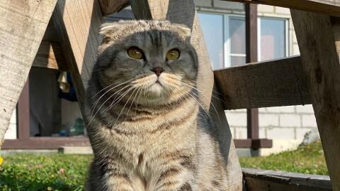 This cat has become an internet sensation because it looks like Zorro