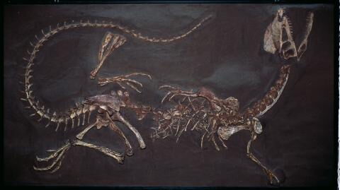 Researchers discover prehistoric fossils of a rare bear-dog hybrid