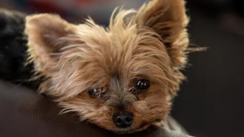 Abandoned dog with horrendous ear infection rescued from a busy bypass