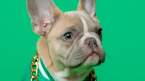 Dog who ‘instantly broke hearts’ spent 500 days searching for new home