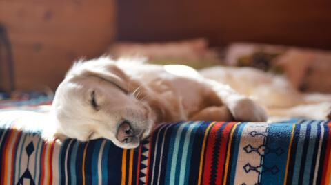 Do you think your dog sleeps a lot? Here’s how much sleep your dog needs