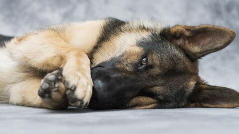 Is your dog suffering a heatstroke? Don’t miss these 5 warning signs