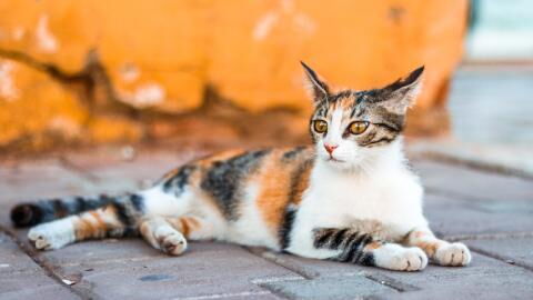 Surprising things you didn’t know your cat's tail was telling you