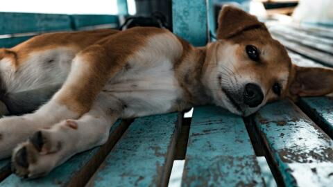 Animal inspector’s heartbreak as she finds a dying dog locked up in a filthy house