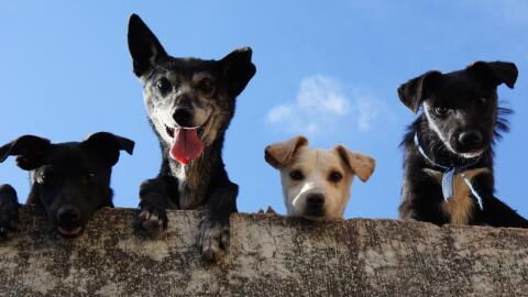 Risking jail for owning a pet: ‘No dogs allowed’ could become a reality in this country