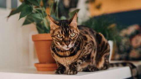 Bengal cat kicked and slapped by its celebrity owner: Guess what the abuser’s punishment was