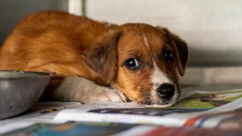 This dog was so malnourished it ‘could have eaten the tip of her tail’