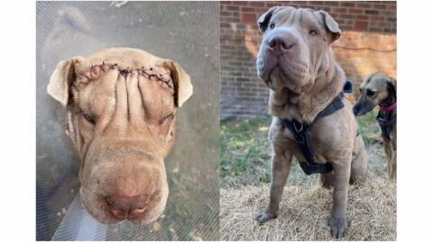 This 'sweetheart' puppy had to get a 'facelift' surgery and now needs a new home