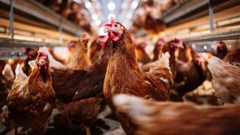 Mysterious chicken with two buttocks and four feet found in Thailand