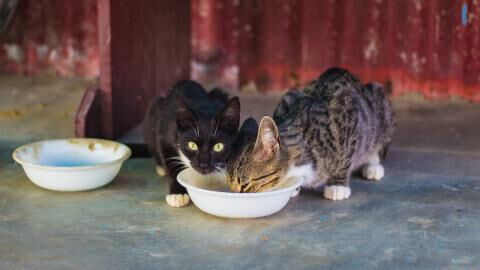 Cats love milk, here is why you shouldn't give it to them