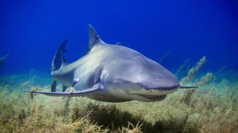 Sharks prefer to roam around populated cities according to study, here's why