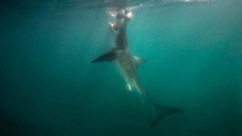 This diver barely escaped from a chilling shark attack (VIDEO)