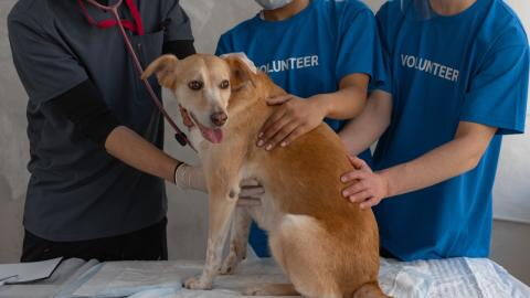 This rescued dog was trapped in a drain pipe for over a week: 'Nothing short of a miracle':