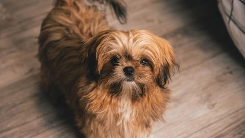 A dog in a shell: Half a kilo of filthy matted fur was shaved off this 'unrecognisable dog'