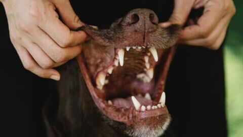 Brushing your dog's teeth: How to make your pet fall in love with this hated task