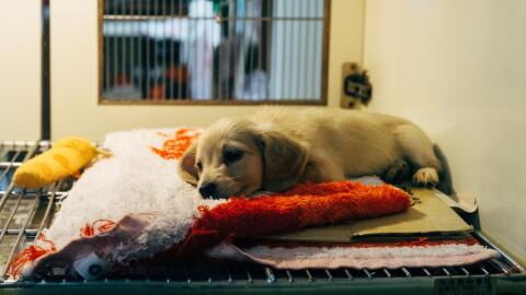 This little dog's leg was shot when he protected his owner from a stray bullet