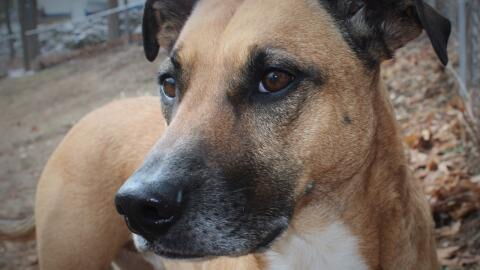 'It is tragic their pets died': 12 pets' lives claimed by a 'horror fire'