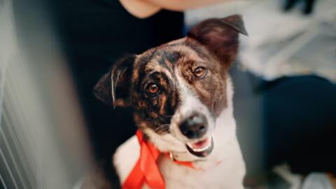 A senior dog who was missing for two months was accidentally found in a 22-mile cave