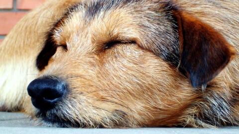 What is your dog dreaming about in their sleep?