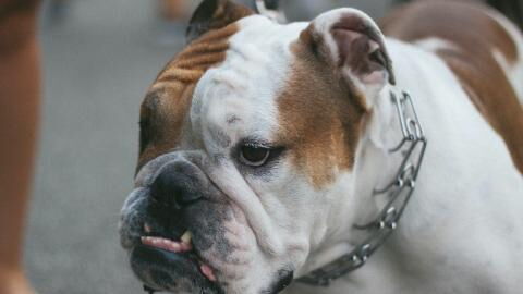 Puppies had their ears cropped in a savage illegal procedure for money