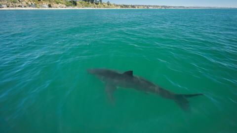 Shark attacks prey a few meters away from swimmers (VIDEOS)