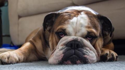 The family’s anguish as their dog dies after the sitter left it to 'boil' in a scorching heat