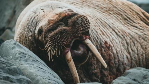 Outrage as celebrity walrus Freya was killed by the authorities