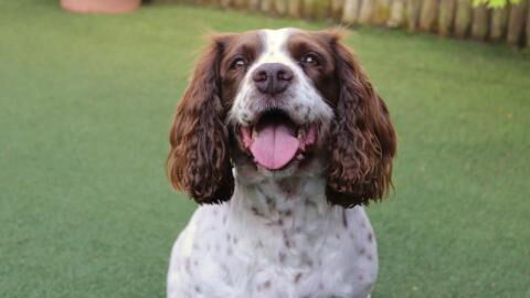 This dog was attacked by giant venomous snake while on a walk: 'His neck was swelling up like a ball'