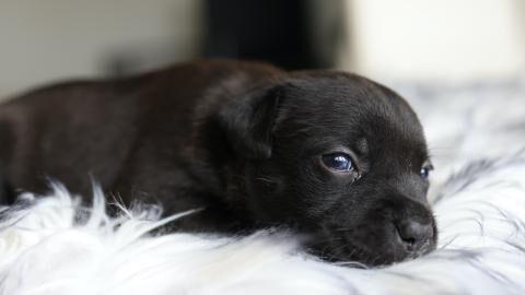 An abandoned and extremely emaciated dog with no ears and no tongue rescued and nursed back to health