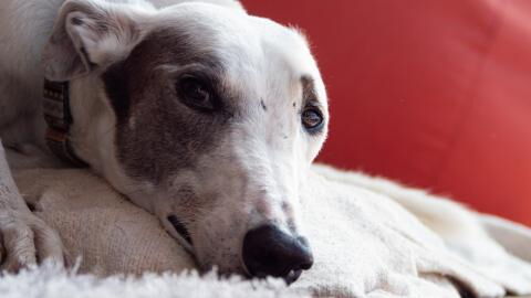 This puppy is desperate for home after her owners 'heartlessly' returned her to the shelter
