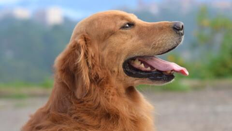 From lip-licking to tail-pointing-down: dog body language signs you shouldn’t ignore