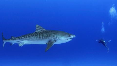 Life-saving shark attack: Man is grateful for 'message from Mother Nature'