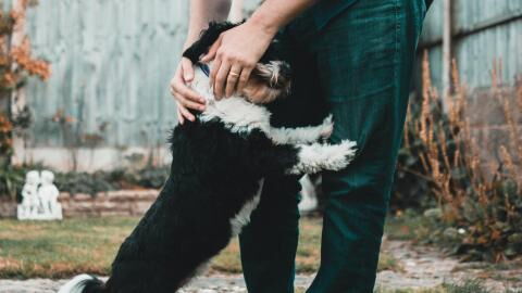 A twice-abandoned dog ‘accidentally’ gets his home back; watch him reunite with his long-lost dad (VIDEO)