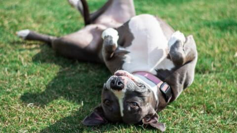 This 'scary-looking' dog finds a new home after a ‘makeover’ with a propeller hat (PHOTO)