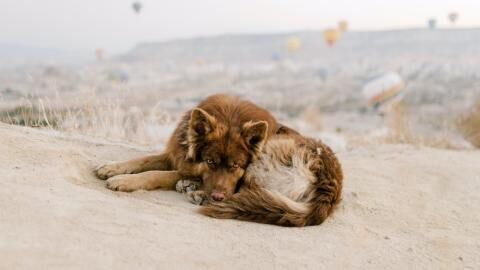 This stray dog was after a snack but ended up uncovering an assassination plot and saving lives