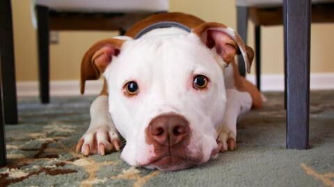 Your dog cries each time it is reunited with you, but you might not see it