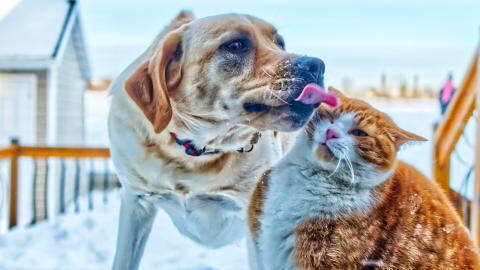 This rescue puppy was adopted into a house with two cats, and something incredible happened (VIDEO)