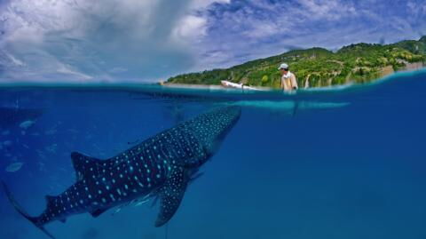 Great white shark attacks and tears man's kayak in half amid 'plague' numbers