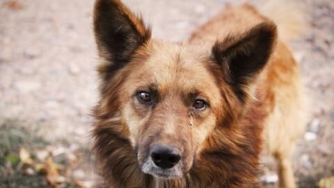 This dog’s desperate cries saved her and her seven puppies from near death in a landslide (VIDEO)