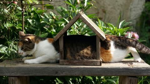 The shocking reason why your cat rubs against you