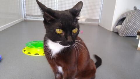 Rescue’s heartache as no one wants to adopt this heartbroken cat (VIDEO)