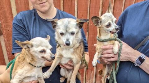 Three abandoned dogs were ‘dumped like rubbish’ and left to die in a cardboard box in the scorching heat