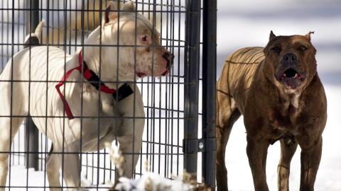 This elderly dog couple are ‘loving life’ again after they have been adopted by a family that adores old dogs