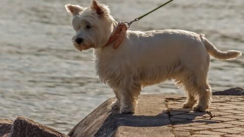 This blind rescue dog was so cheeky he won his foster mama’s heart and got a forever home