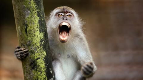 4-month-old baby thrown from a roof by monkeys during an attack