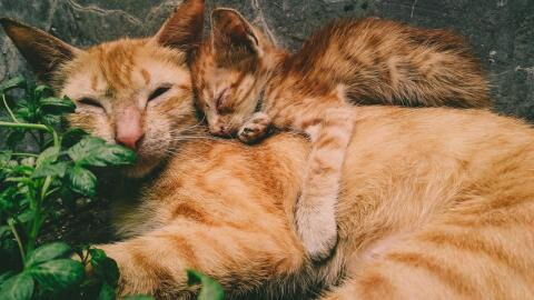 Is your cat twitching in their sleep? Here's how to tell if its normal or a medical emergency