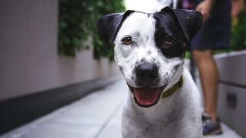 This puppy was heartlessly abandoned by her owners and found in 'immense pain' (VIDEO)